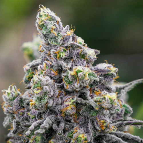 Pistachio Snow Cream - Anesia Seeds