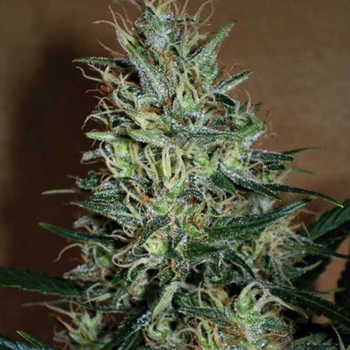 Amnesia Mistery - Positronics Seeds