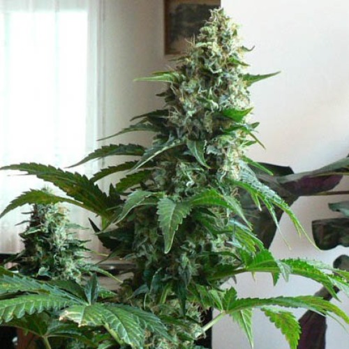 Blue Rhino - Positronics Seeds wietplant binnen 1