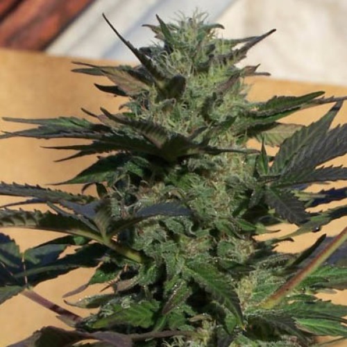 Blue Rhino - Positronics Seeds