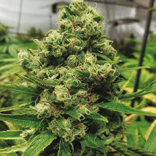 CBD Black Widow - Positronics Seeds