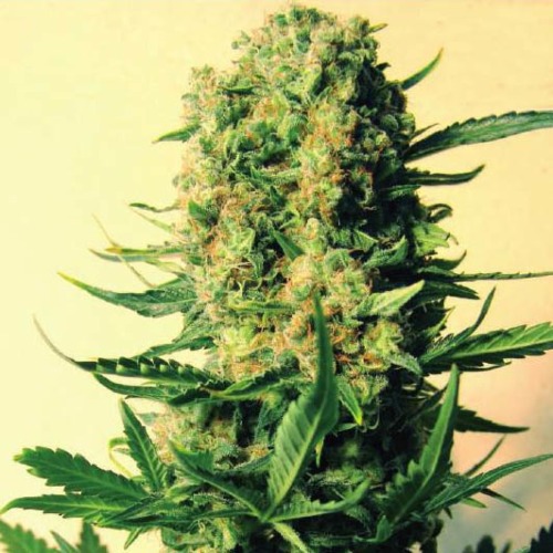 Critical 47 - Positronics Seeds