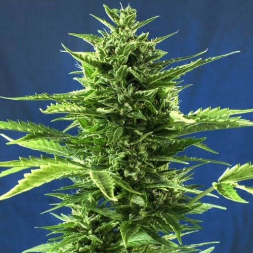 Jack Diesel Express - Positronics Seeds