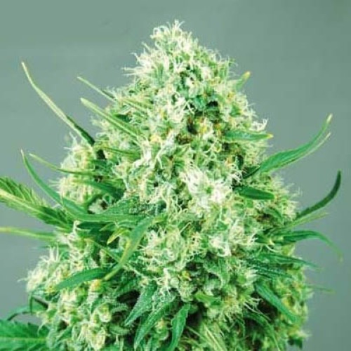 Jack Diesel - Positronics Seeds