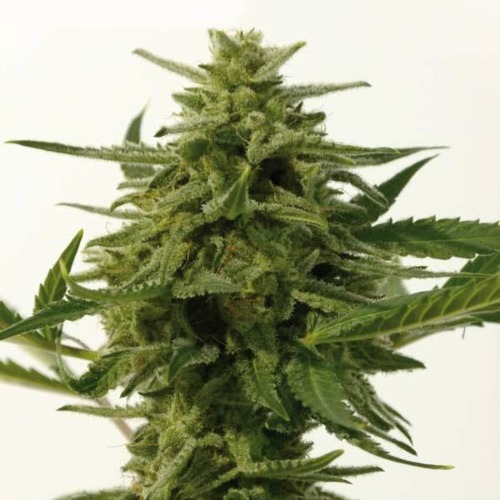 Northern Haze Express - Positronics Seeds