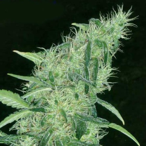 Somango 47 - Positronics Seeds