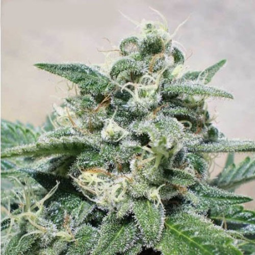 Super Cheese Express - Positronics Seeds