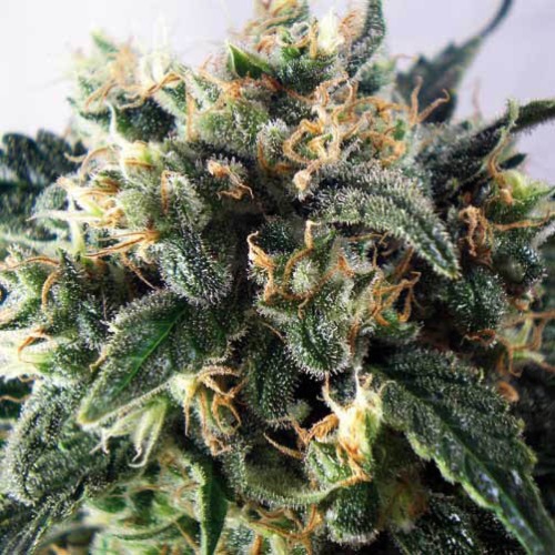 Supercheese - Positronics Seeds close up