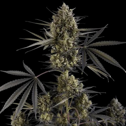 Pound Cake Auto - FastBuds