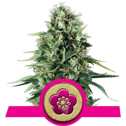 Power Flower wietsoort - Royal Queen Seeds