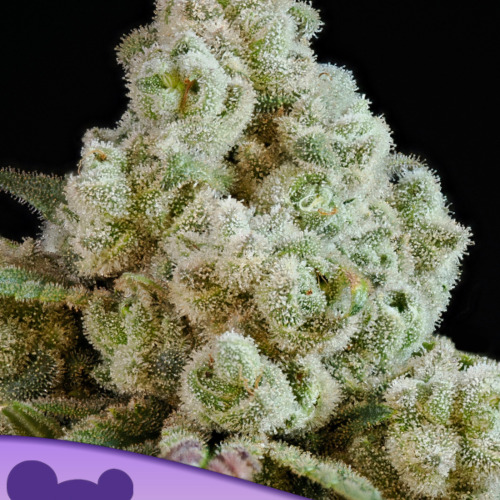 Privileged Baddie - Anesia Seeds