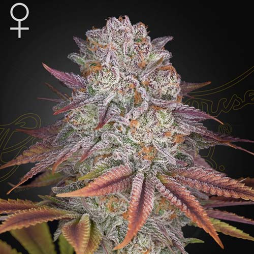 Pulp Friction - Green House Seeds