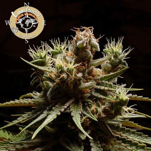 Pure Durban - Anesia Seeds