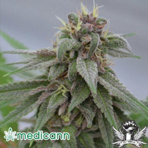 Pure Kush - Medicann Seeds