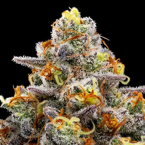 Purple Boost Highness - Anesia Seeds