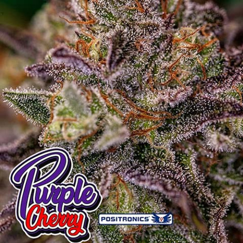 Purple Cherry - Positronics Seeds