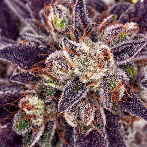 Purple Domina Auto - Anesia Seeds