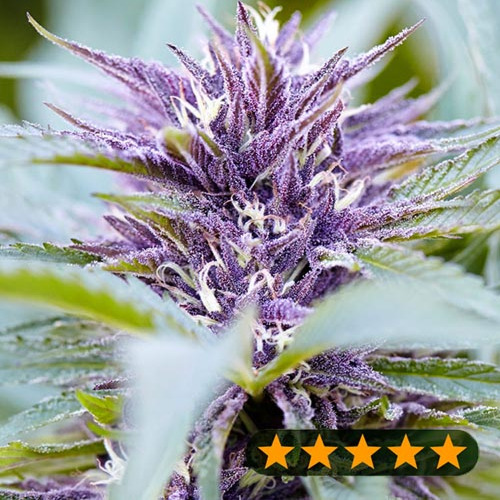 Purple Haze Auto - PowerStrains