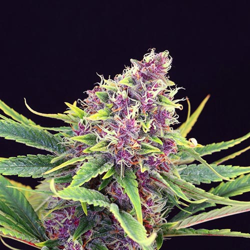Purple Kush - Kannabia