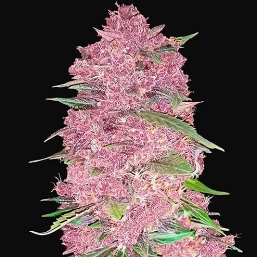 Purple Lemonade - FastBuds