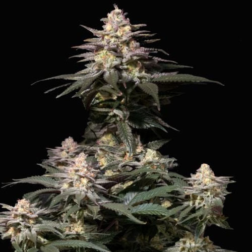 Purple Lemonade FF - FastBuds