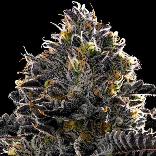 Purple Lobster - Anesia Seeds