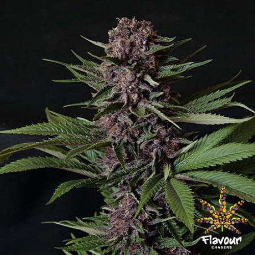 Purple Mazel Tov - Flavour Chasers