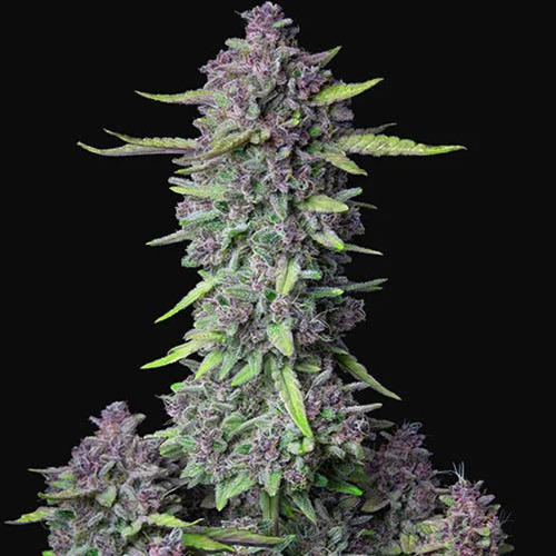 Purple Punch Auto - FastBuds