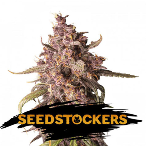 Purple Punch Auto - Seedstockers
