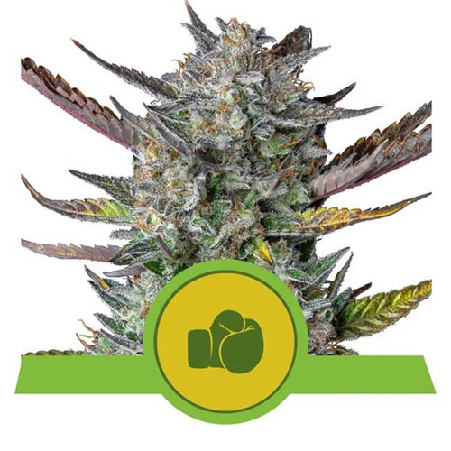 Purple Punch Automatic - Royal Queen Seeds