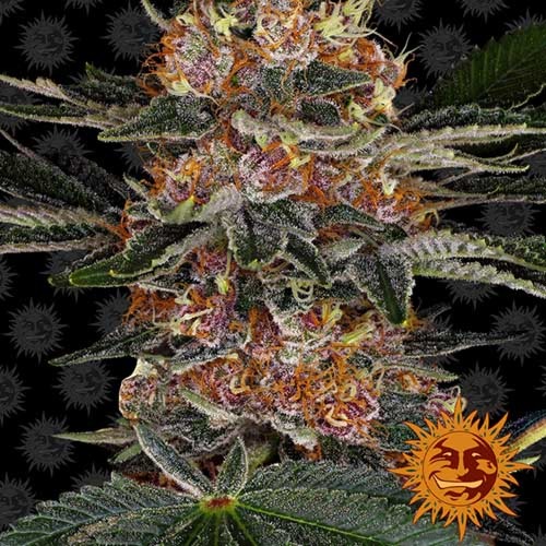 Purple Punch - Barney's Farm