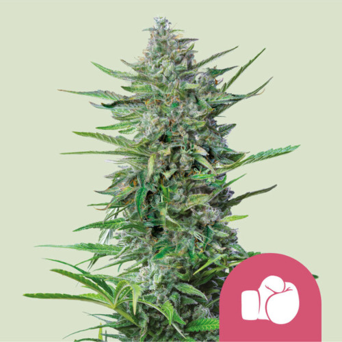 Purple Punch - Royal Queen Seeds