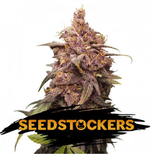 Purple Punch - Seedstockers