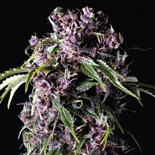 Purple - Pyramid Seeds