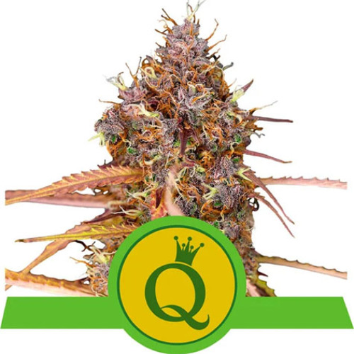 Purple Queen Automatic - Royal Queen Seeds