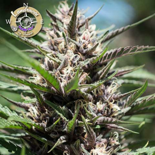 Purple Thai - Anesia Seeds