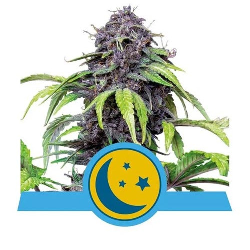 Purplematic CBD - Royal Queen Seeds