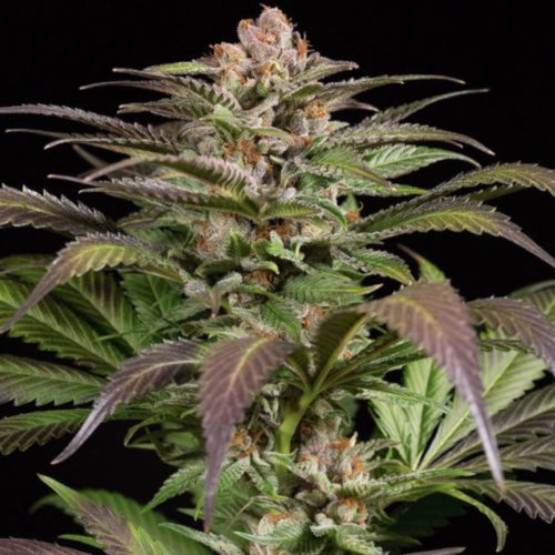 Purps #1 - Dinafem