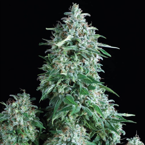 Auto Anubis - Pyramid Seeds