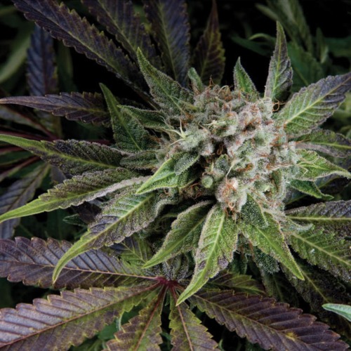 Auto Blue Pyramid - Pyramid Seeds feminised autoflower