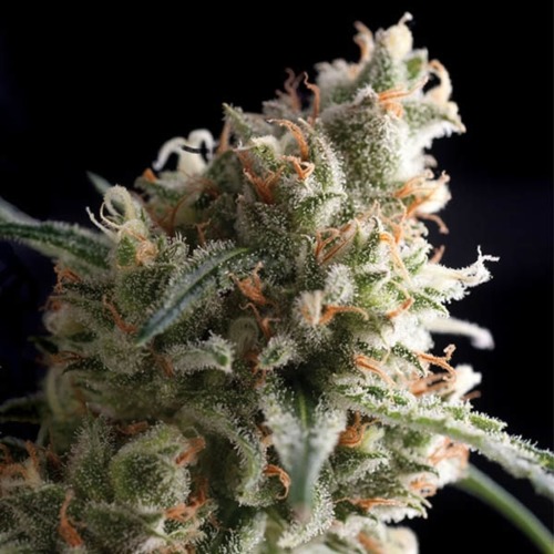 Auto Super Hash - Pyramid Seeds