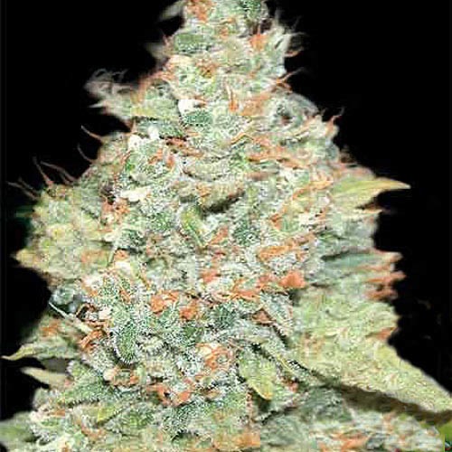 Auto Wembley - Pyramid Seeds