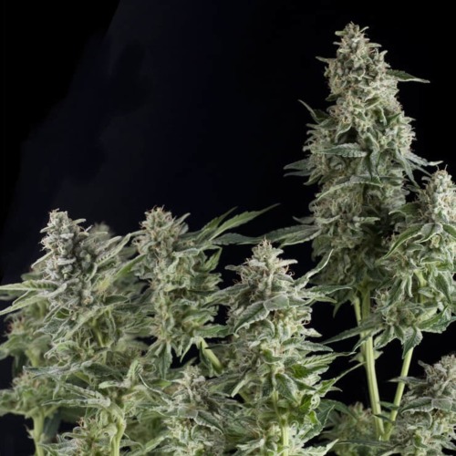 Northern Lights - Pyramid Seeds