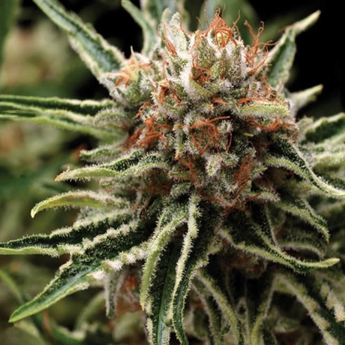Shark - Pyramid Seeds