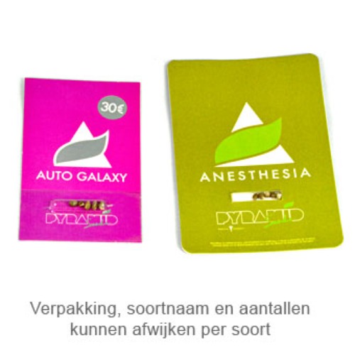 Auto Amnesia Gold - Pyramid Seeds verpakking