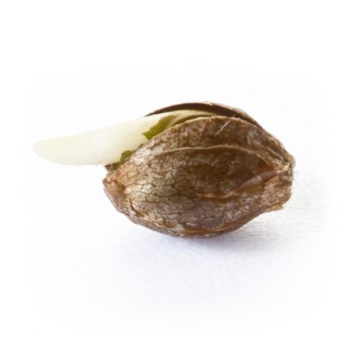 Ontkiemd wietzaadje Quick One Auto - Royal Queen Seeds