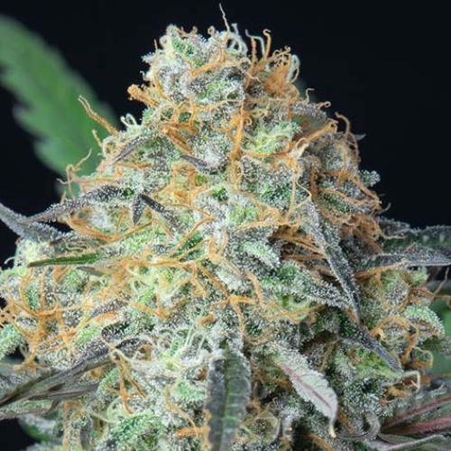 Rainbow Donut Auto - Anesia Seeds