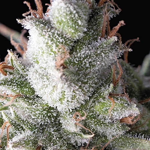 Ramses - Pyramid Seeds - close up wietplant