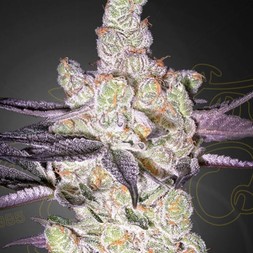 Razuberi - Green House Seeds