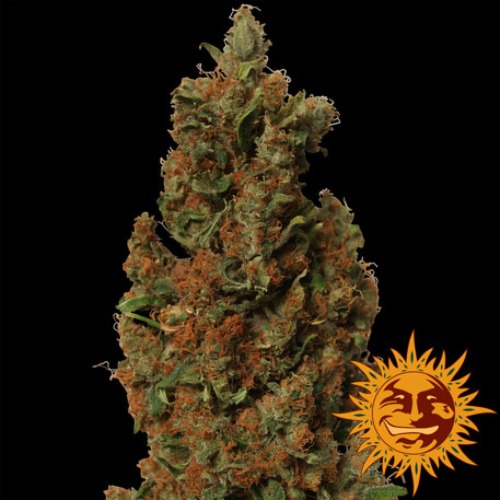 Red Diesel - Barney's Farm